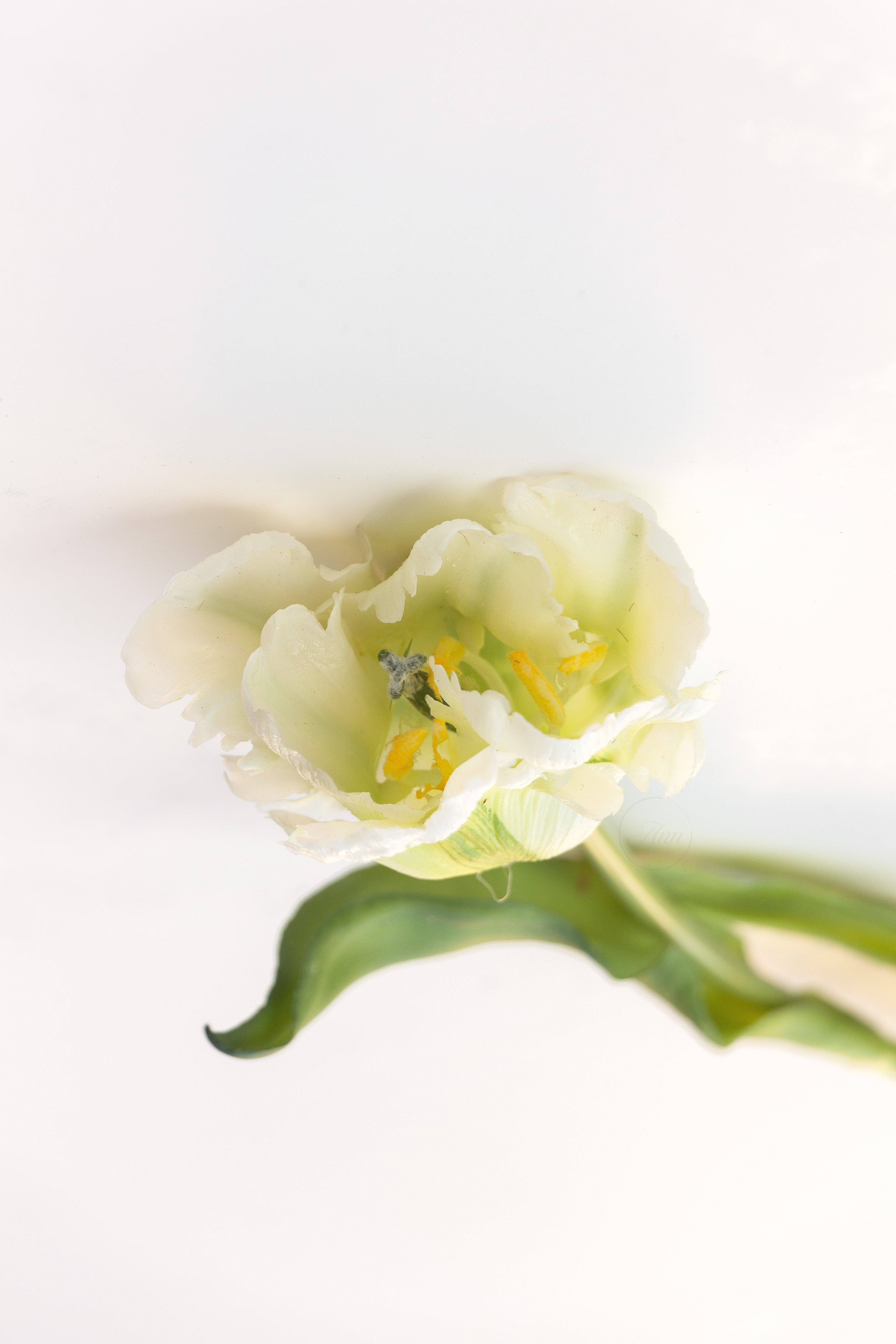 Papegaaien tulp wit