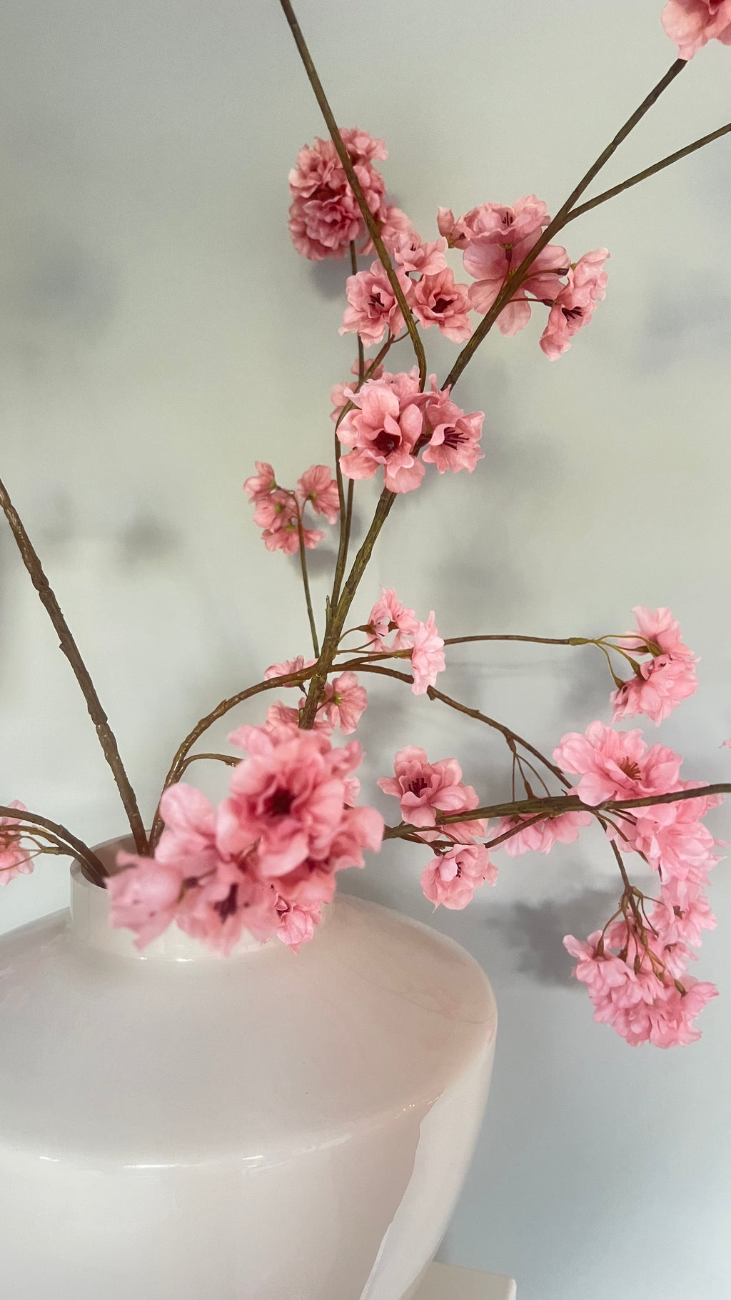 Prunus Tak – Old Pink | 126 cm