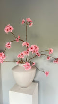 Prunus Tak – Old Pink | 126 cm