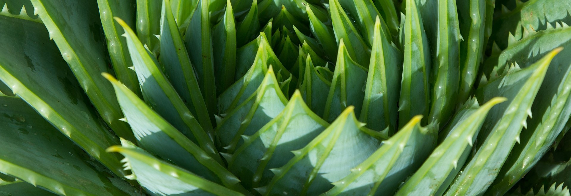 Aloë Vera - de genezende plant